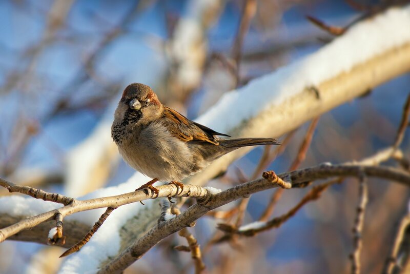 Sparrow on Snowy Branch — Brown, Calm