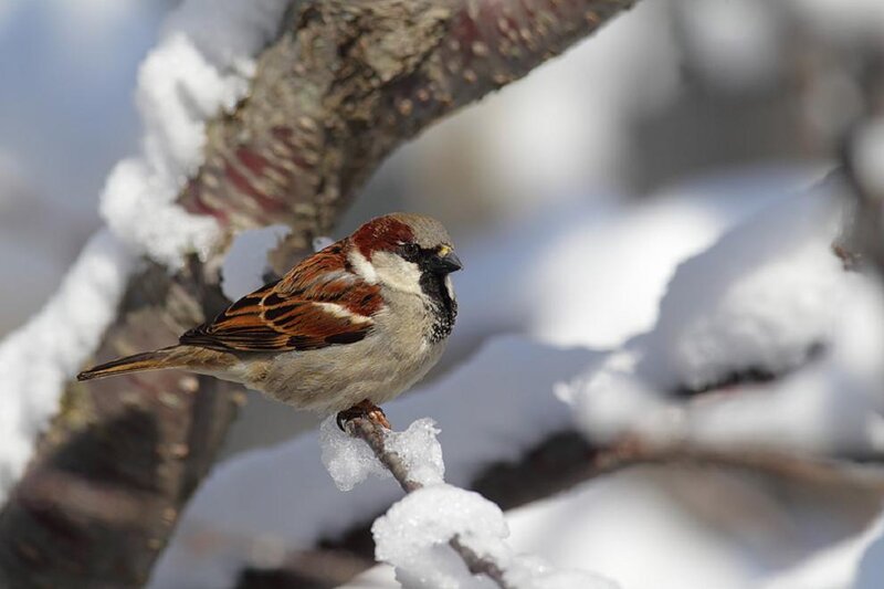 Sparrow on Snowy Branch — Brown