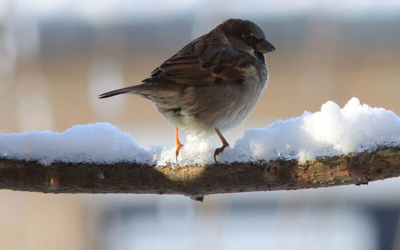 Sparrow on Snowy Branch