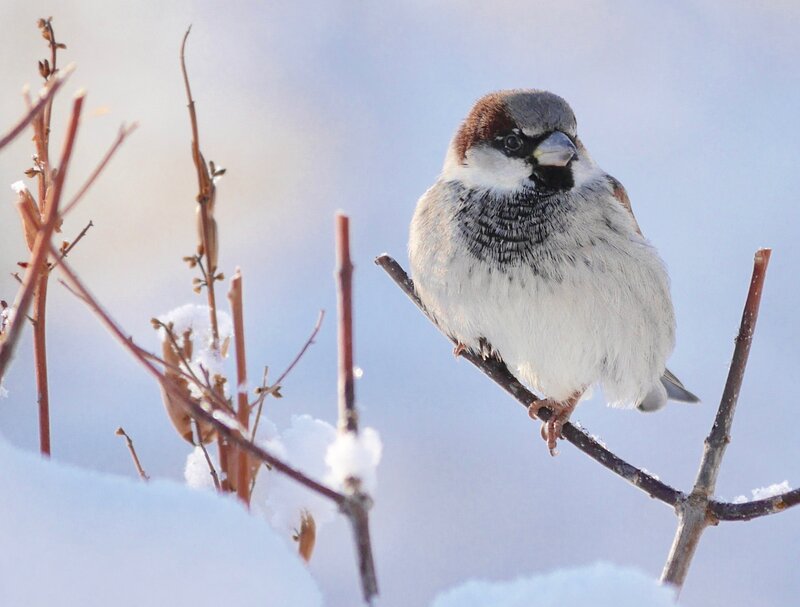 Sparrow on Snowy Branch — White