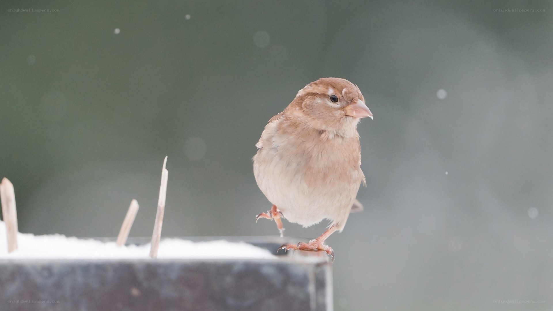 Sparrow on snowy feeder