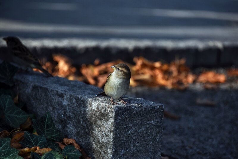 Sparrow on Stone Block