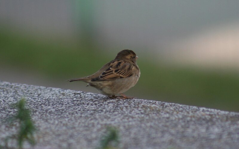 Sparrow on Stone