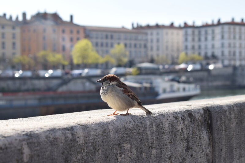 Sparrow on Stone Wall