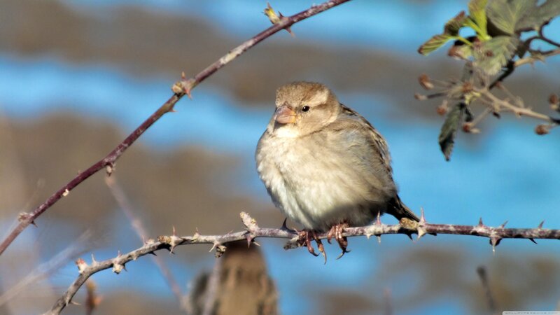 Sparrow on Thorny Branch
