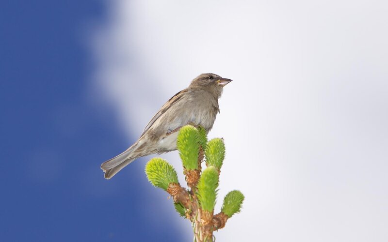 Sparrow on Tree Branch — Blue