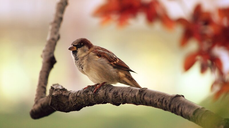 Sparrow on Tree Branch — Brown, Calm, Autumn