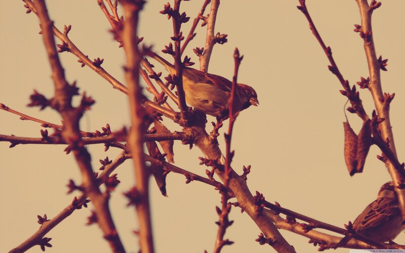 Sparrow on Tree Branch — Brown, Calm, Sunset