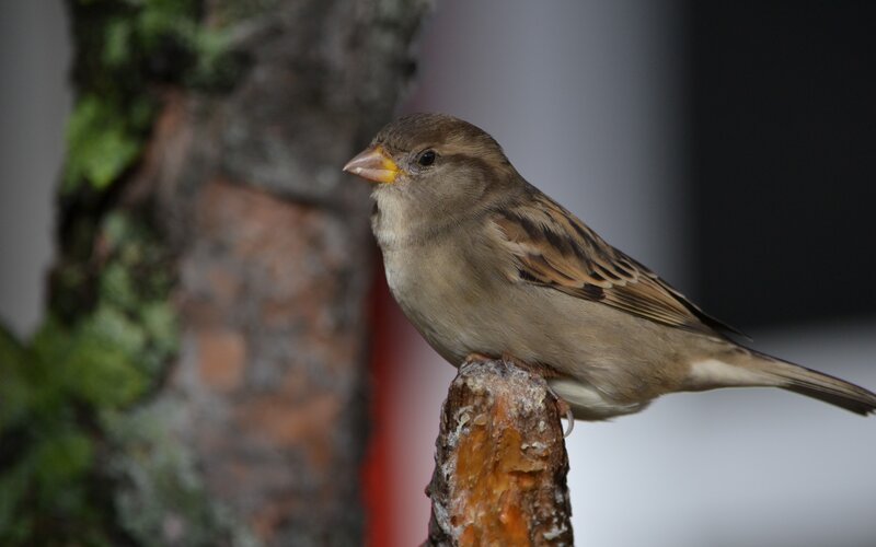 Sparrow on Tree Branch — Brown, Calm