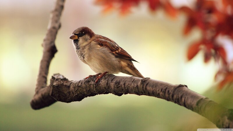 Sparrow on Tree Branch — Brown, Serene, Autumn, Photograph, Tree Branch, Red Leaves