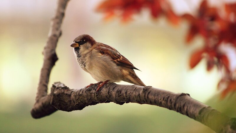 Sparrow on Tree Branch — Brown, Serene