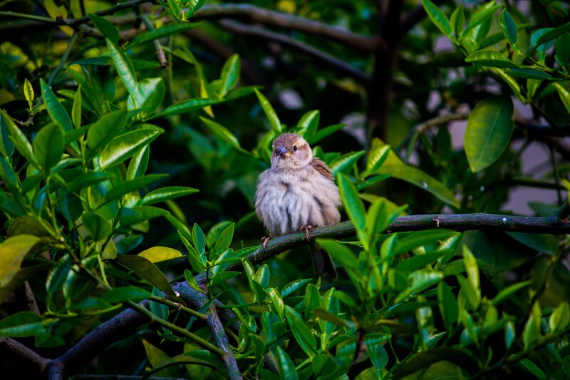 Sparrow on Tree Branch — Green, Calm, Afternoon