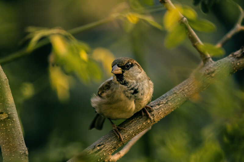 Sparrow on Tree Branch — Green, Calm