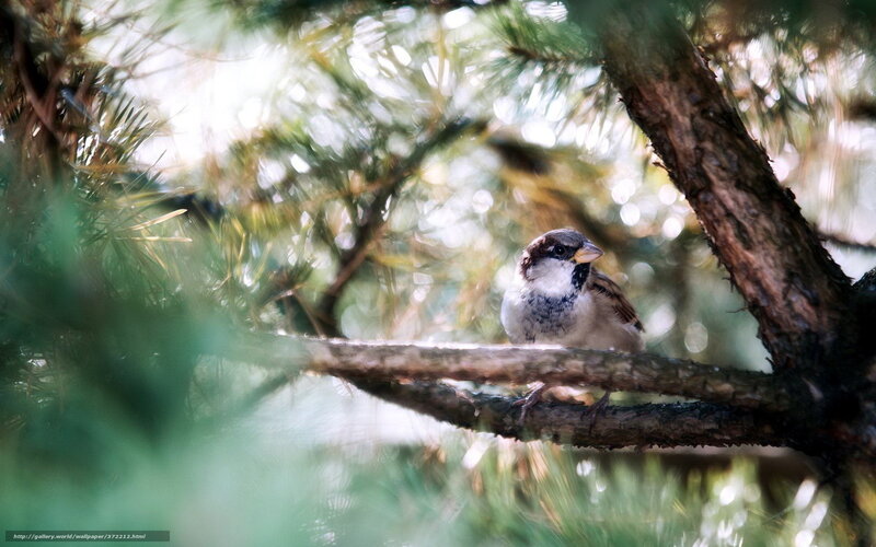 Sparrow on Tree Branch — Green, Serene