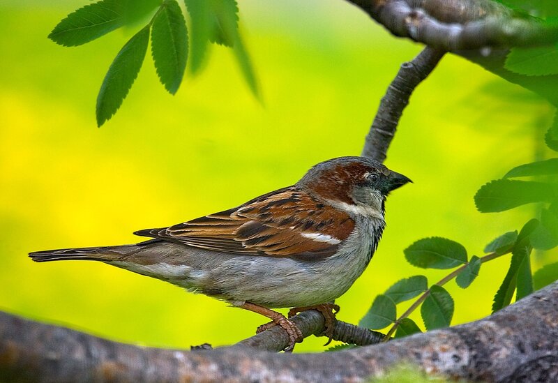 Sparrow on Tree Branch — Green