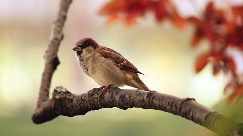 Sparrow on Tree Branch — Serene