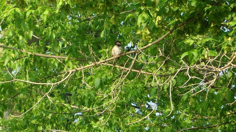 Sparrow on Tree Branch