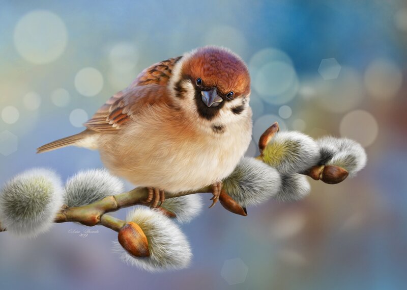 Sparrow on Willow Branch