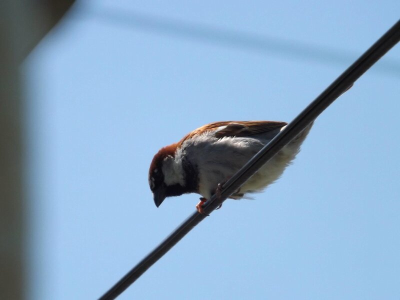 Sparrow on Wire — Blue