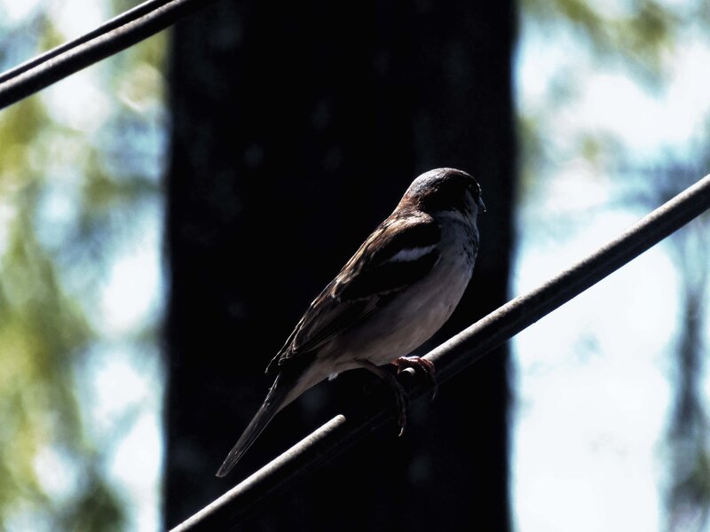 Sparrow on Wire — Brown, Calm, Afternoon