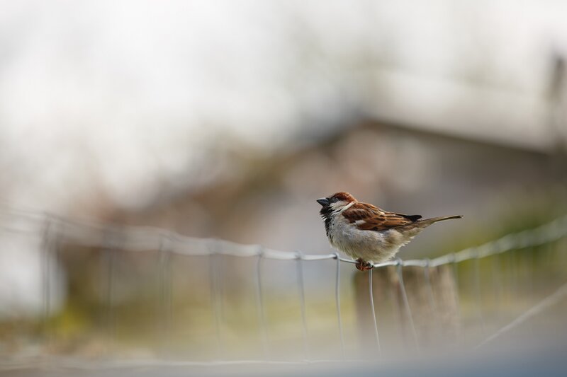 Sparrow on Wire — Brown, Calm, Morning