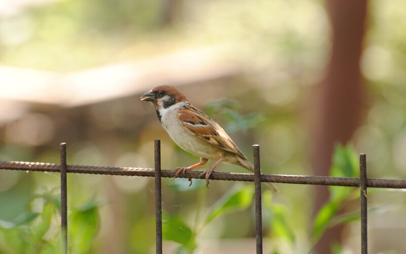 Sparrow on Wire — Brown, Calm