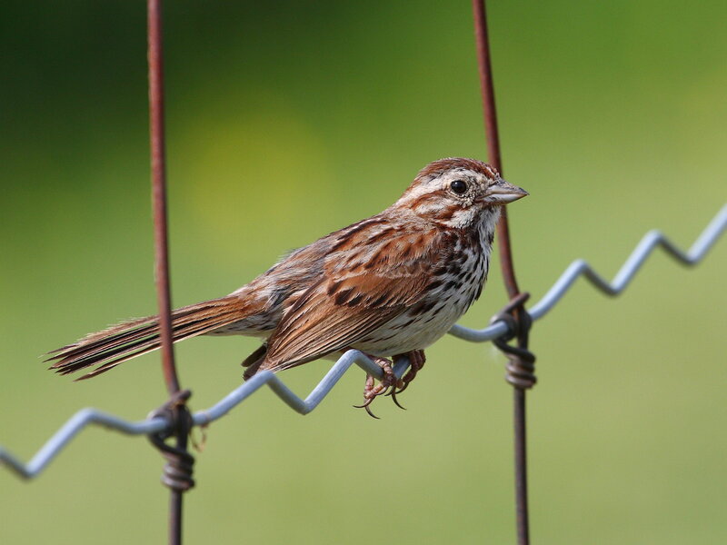 Sparrow on Wire — Brown