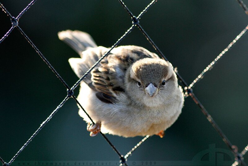 Sparrow on Wire Fence