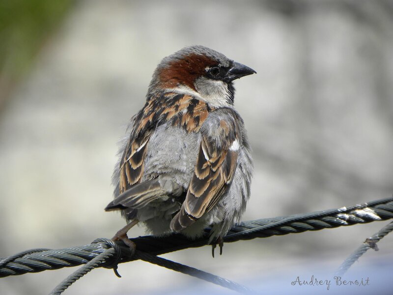 Sparrow on Wire — Gray