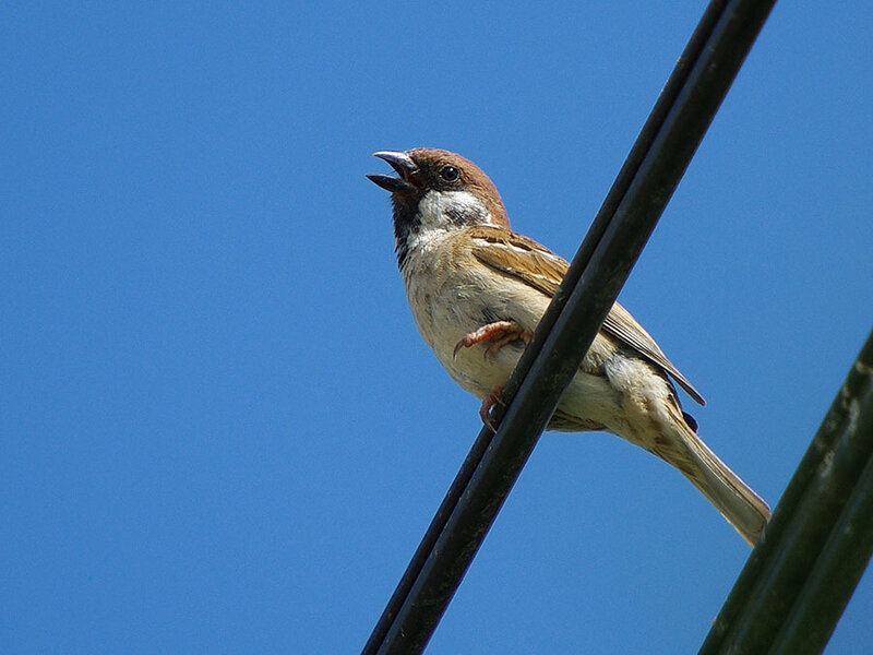 Sparrow on Wire
