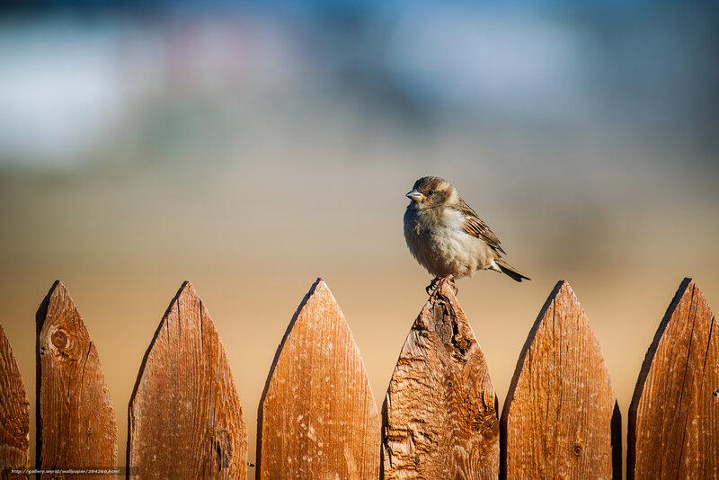 Sparrow on Wooden Fence — Brown, Calm