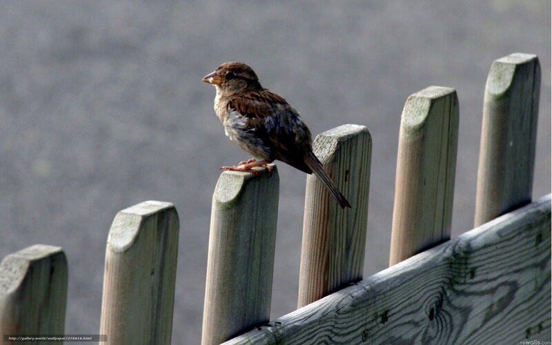 Sparrow on Wooden Fence — Brown