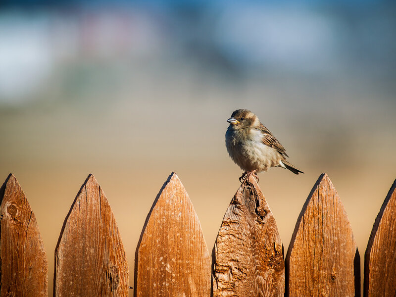 Sparrow on Wooden Fence
