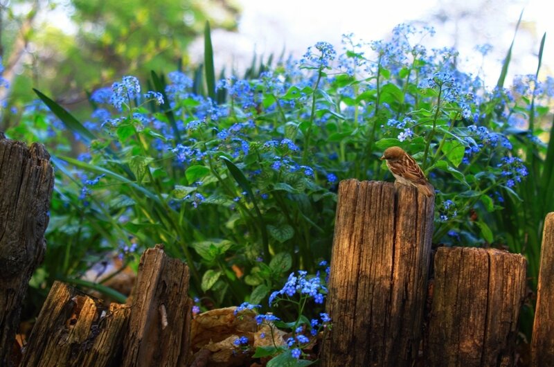 Sparrow on Wooden Post