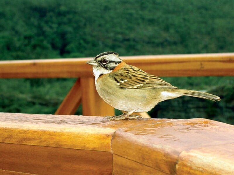Sparrow on Wooden Rail