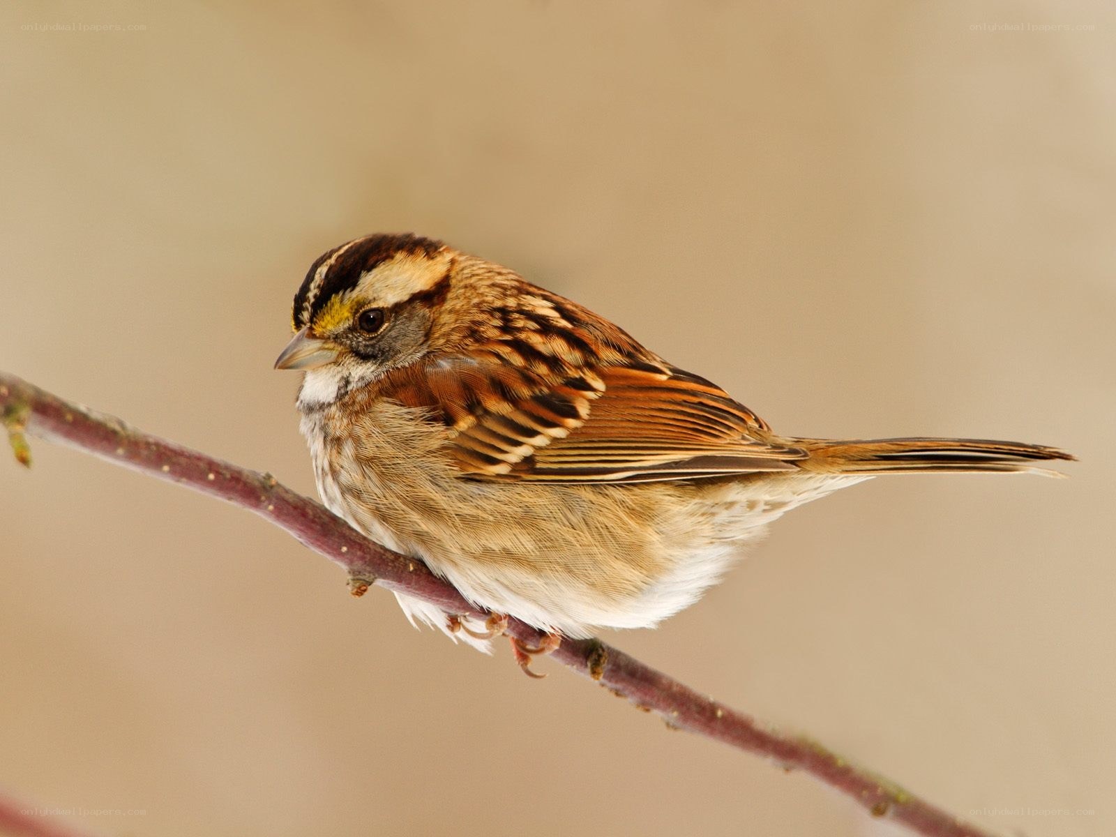 sparrow perched on a branch