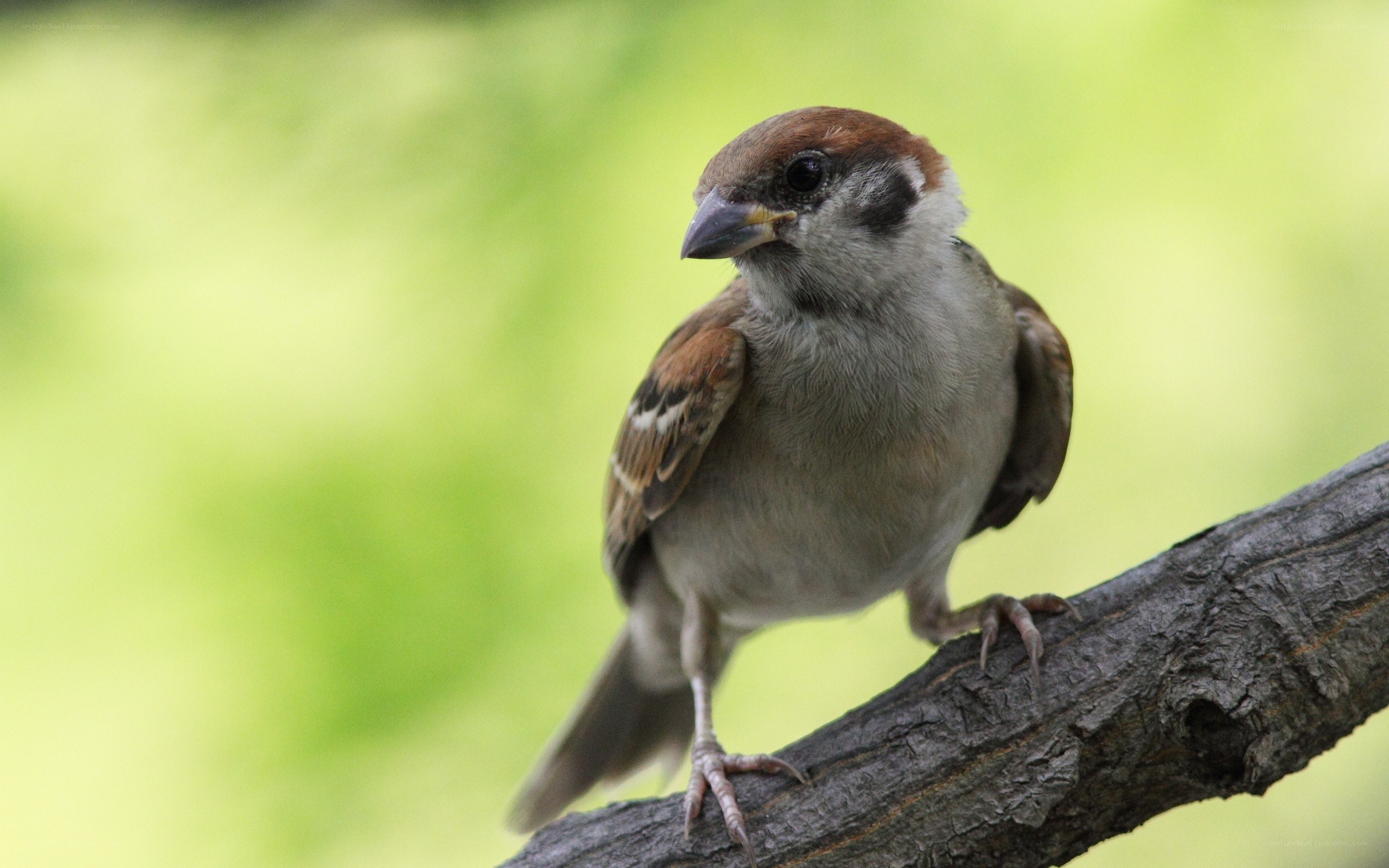 Sparrow perched on a branch