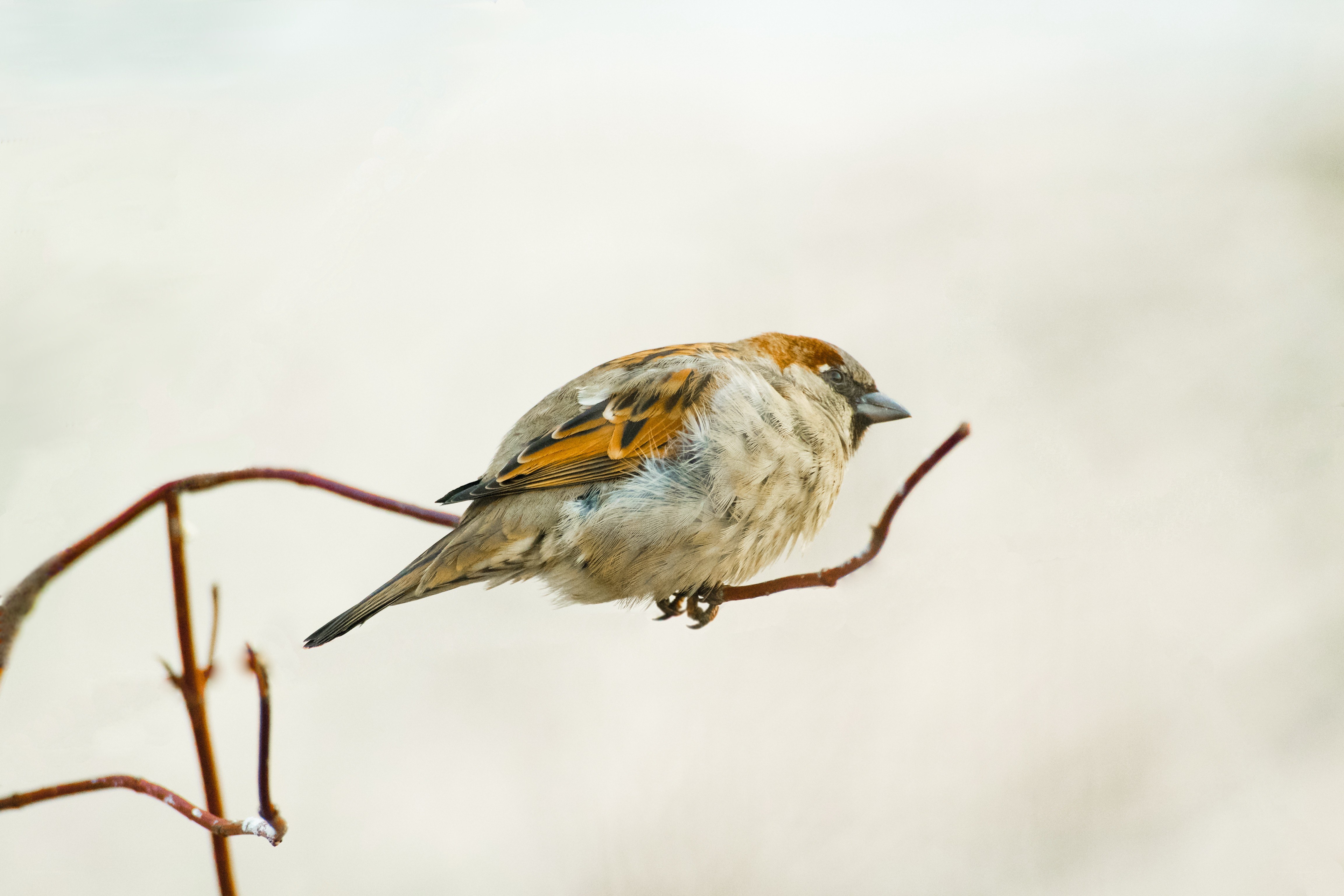sparrow perched on a branch