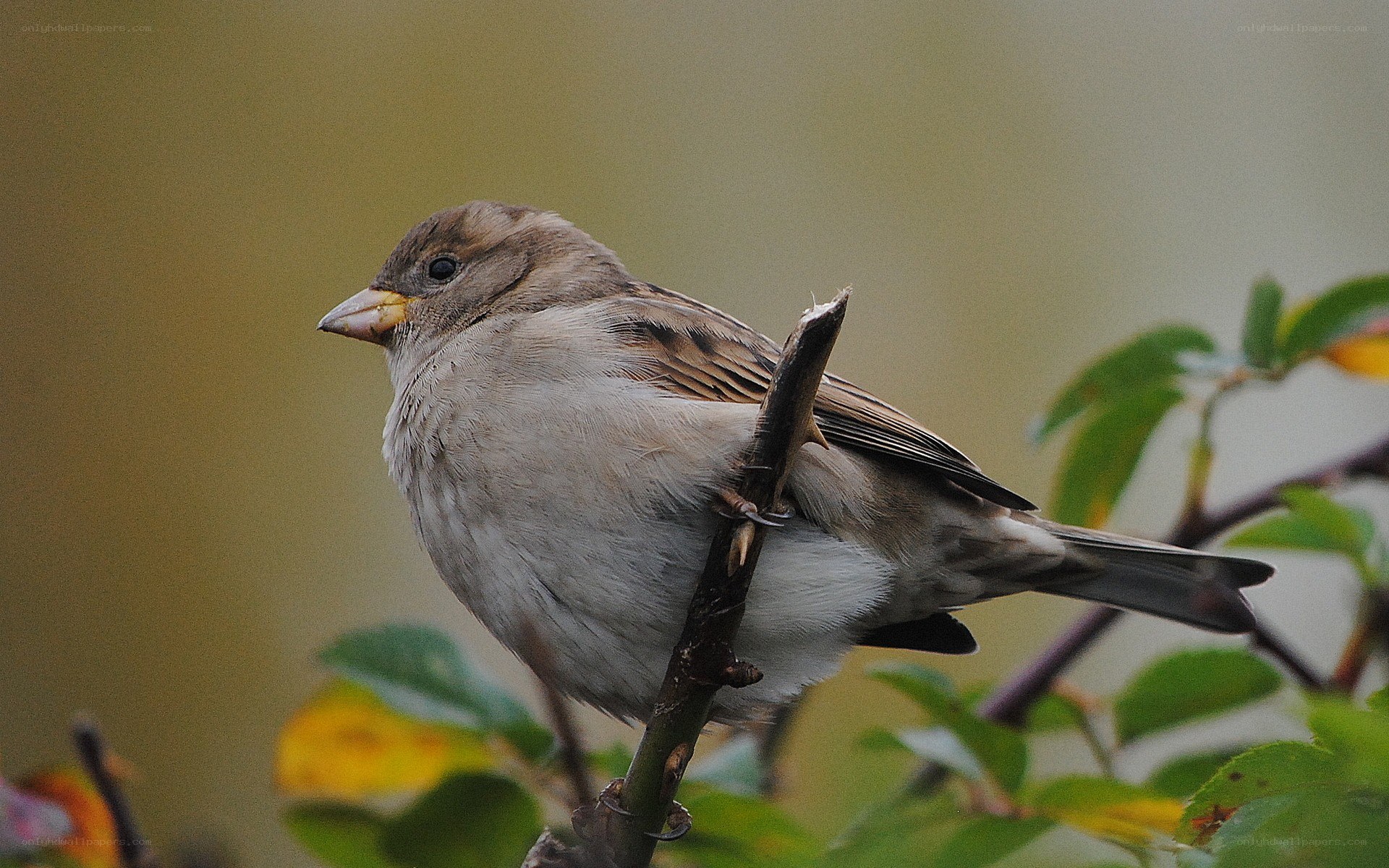 Sparrow perched on a branch