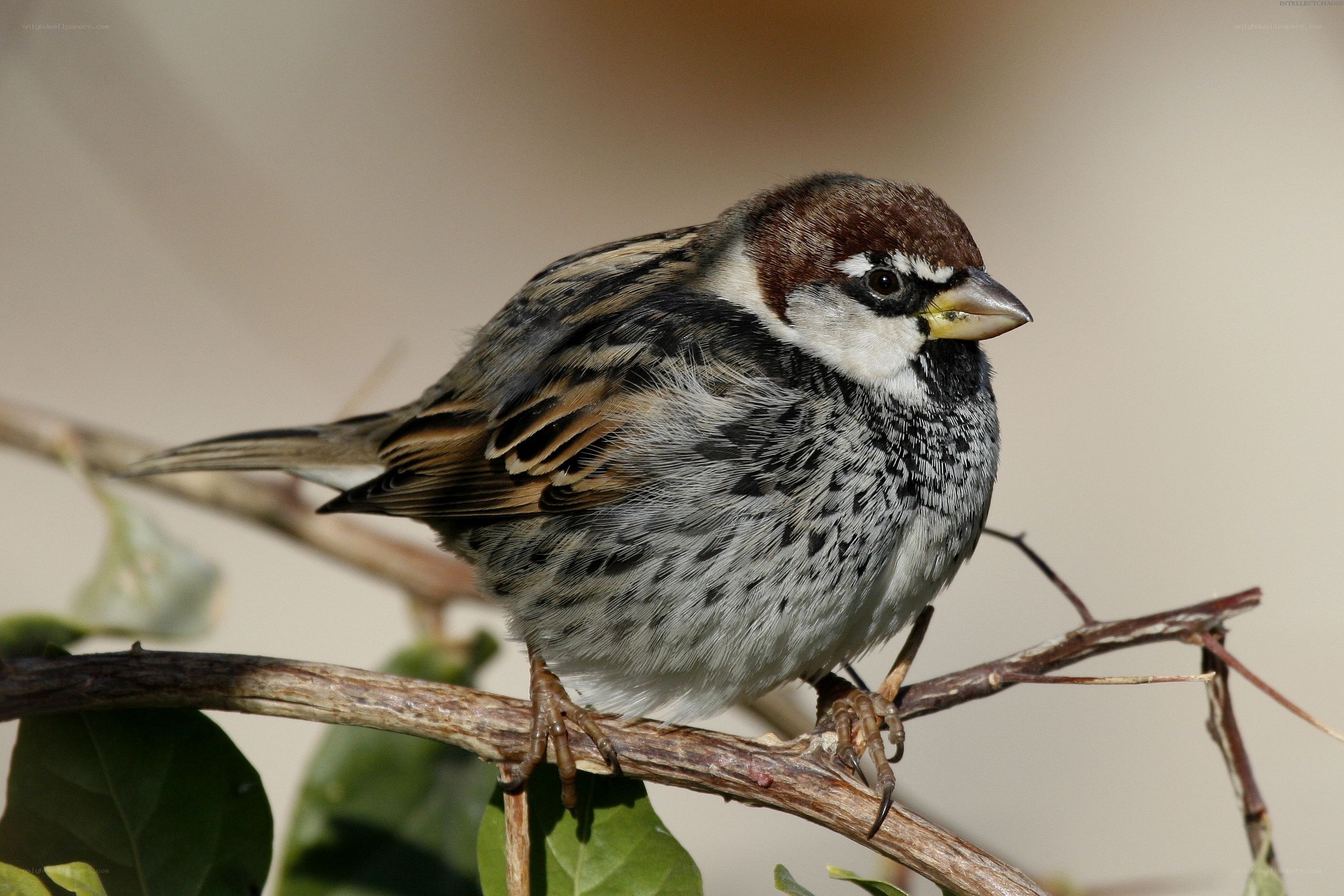 Sparrow perched on a branch