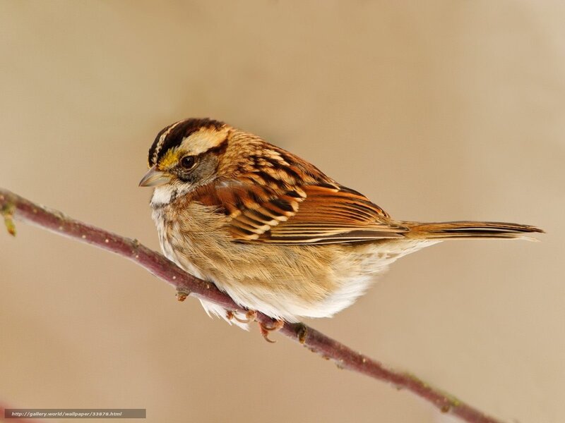 sparrow perched on a branch