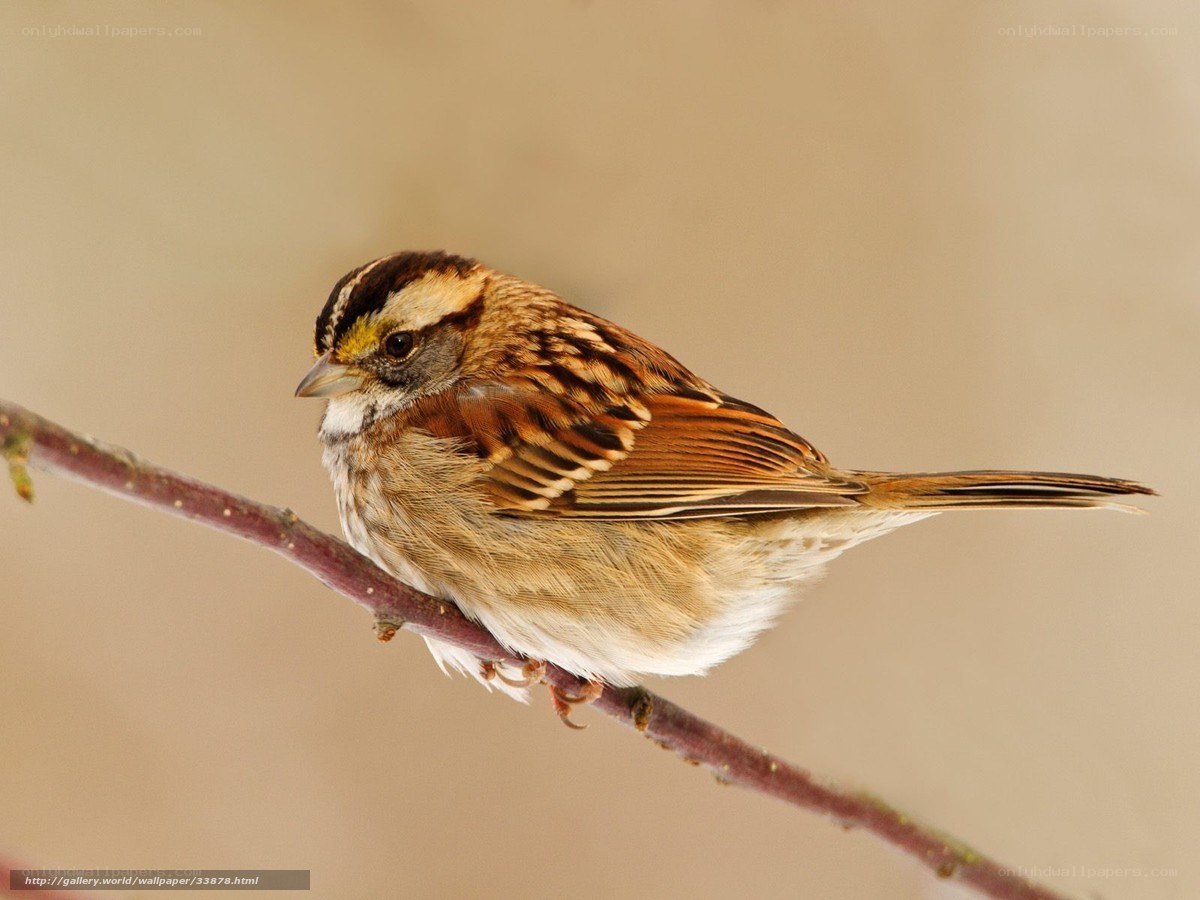 sparrow perched on a branch