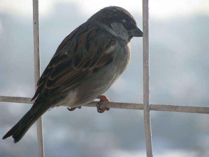 sparrow perched on a railing
