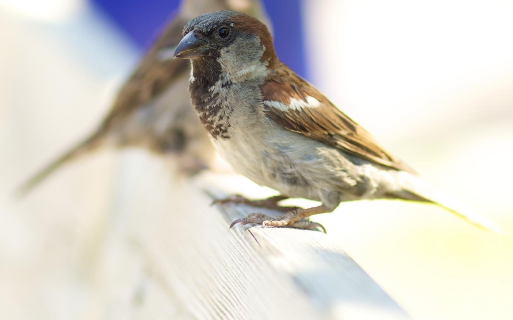 Sparrow perched on a wooden surface
