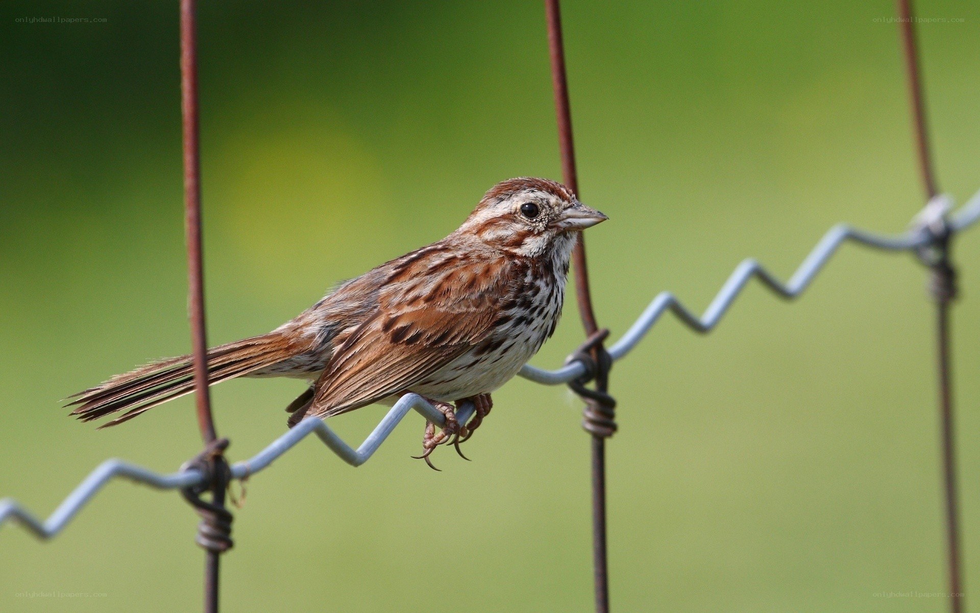 sparrow perched on wire fence