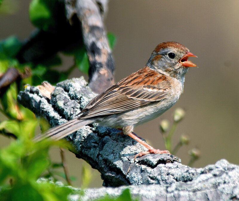 sparrow singing on a branch