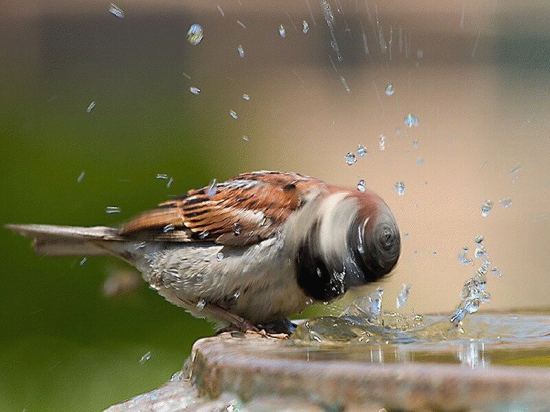 sparrow splashing in water