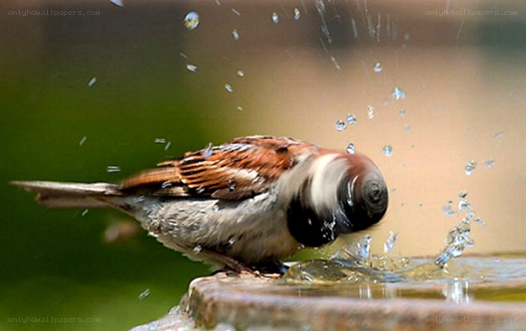 sparrow splashing in water