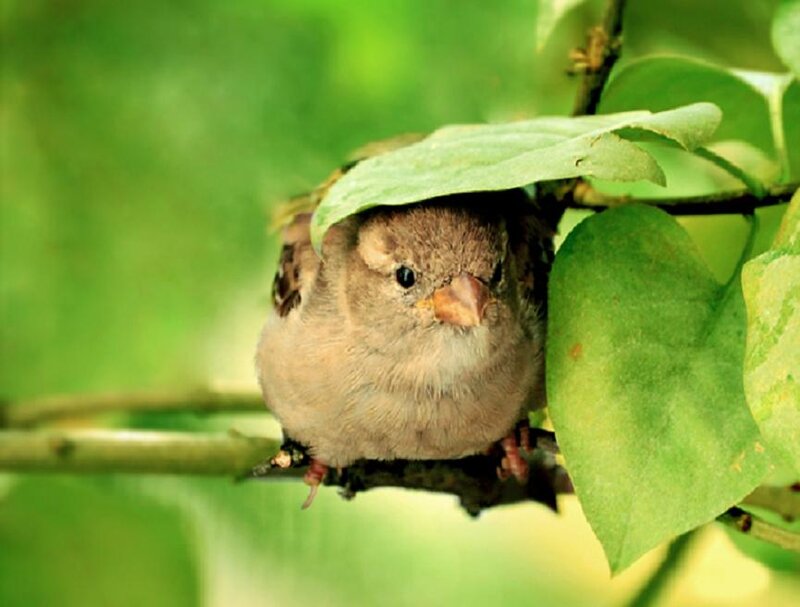 Sparrow under Leaf