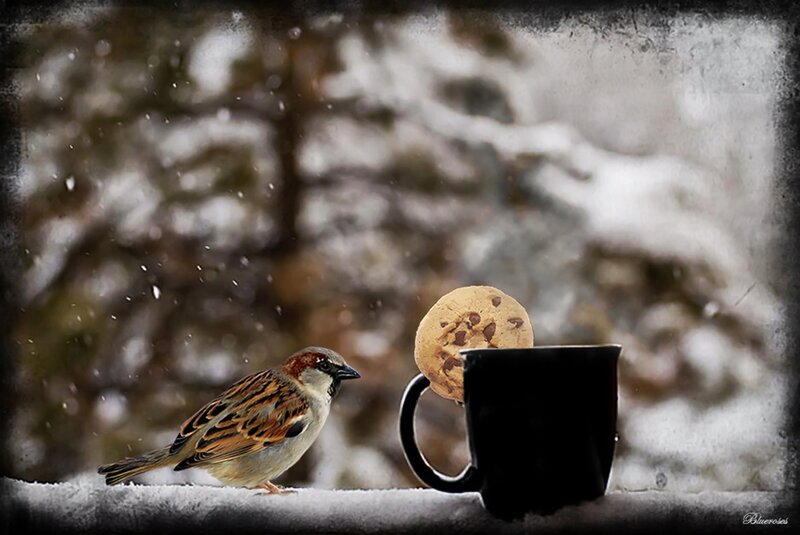 Sparrow with Cookie Mug